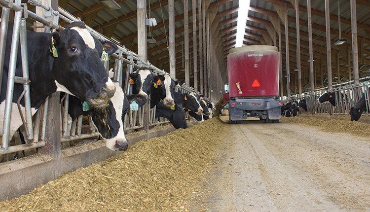 Aplicação do aditivo alimentar propionato de cálcio no leite de vacas leiteiras